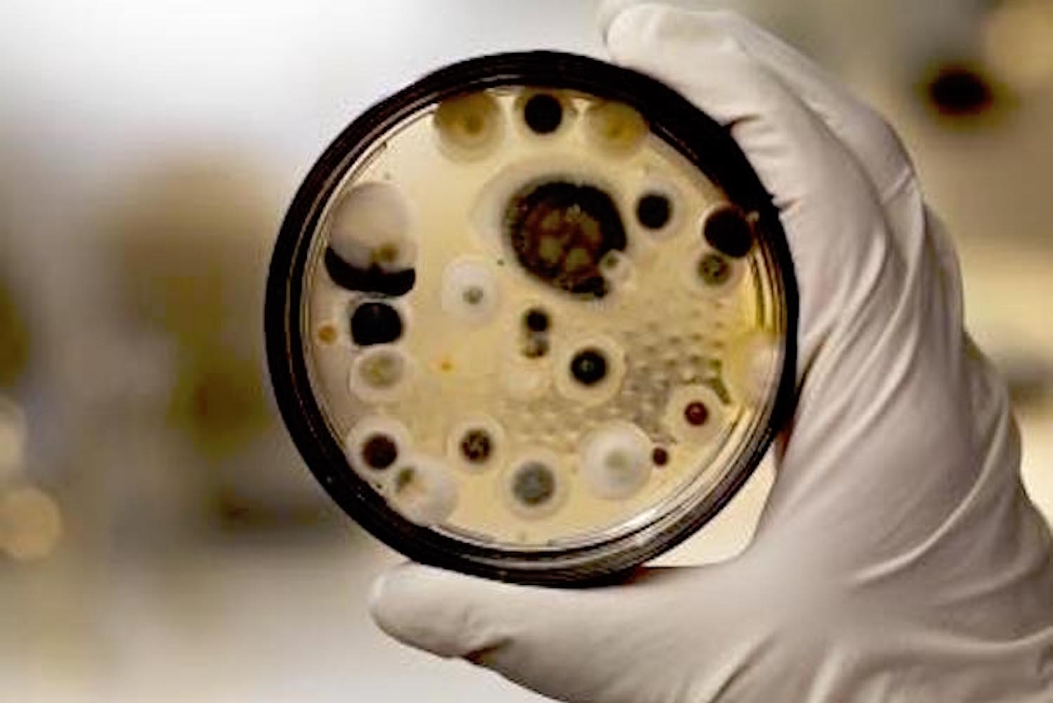 San Diego Mold Removal Services